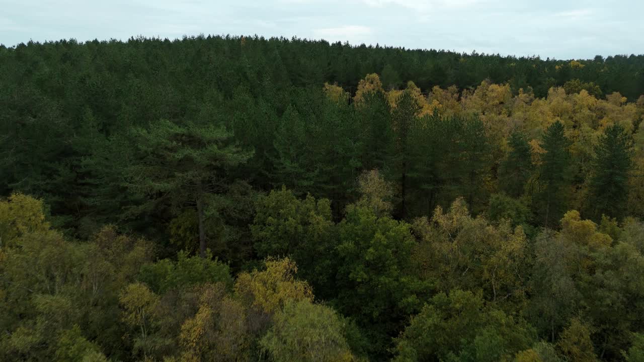 Vista aerea dall’alto verso il basso della foresta di Sherwood in autunno che mostra i colori autunnali e la transizione stagionale verso l’inverno a Nottingham, in Inghilterra