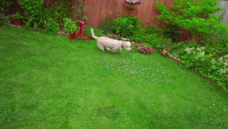 dog running grass. white poodle dog running on green grass at garden backyard
