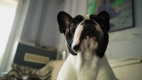 french bulldog looking closely at the camera