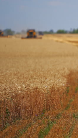combine is working on the large wheat field harvesting yellow ripe wheat. agricultural concept. vertical video