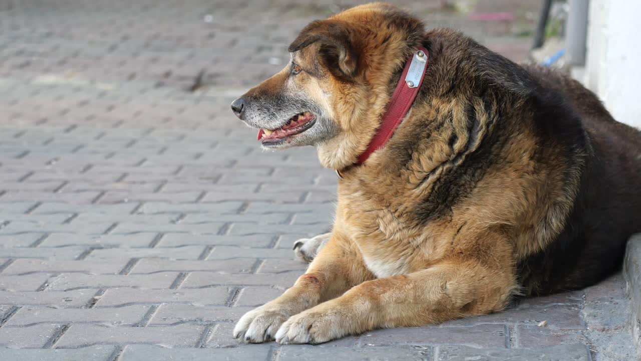 Dog laying on the sidewalk
