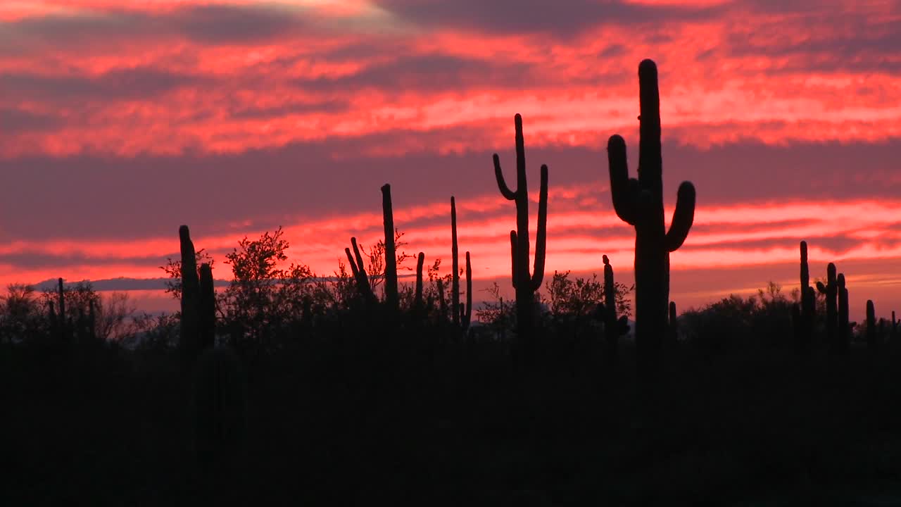 el sol se pone sobre un campo de cactus 1
