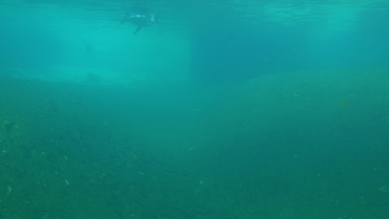 vista submarina de pingüinos nadando por debajo de la superficie del agua en agua brumosa - reflejos solares desde la superficie vistos en el fondo