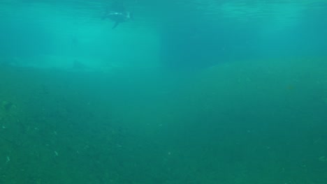 vista submarina de pingüinos nadando por debajo de la superficie del agua en agua brumosa - reflejos solares desde la superficie vistos en el fondo