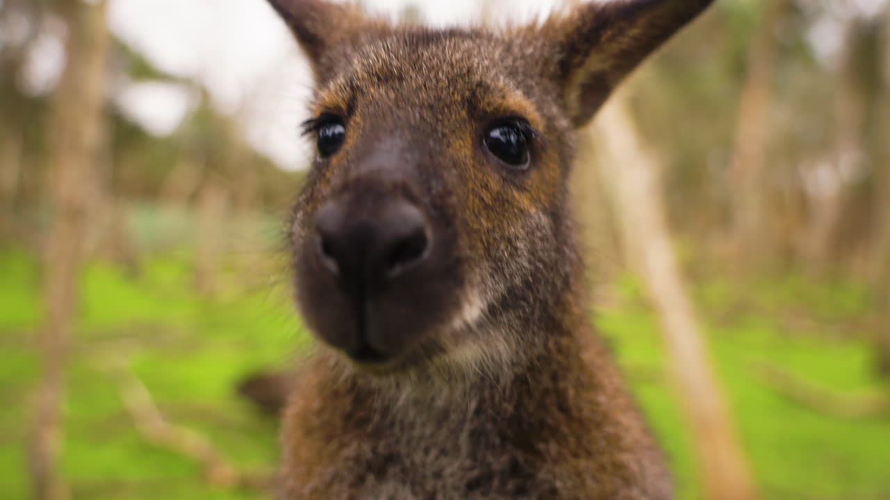 fotografía en primer plano en cámara lenta de un bebé wallaby interesado y olfateando la cámara