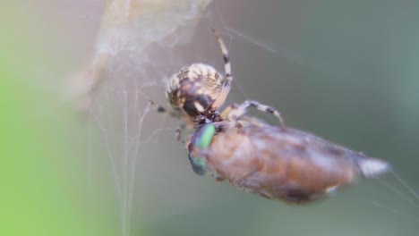Rear-view,-closeup-of-a-Metepeira-spider-feeding-from-a-dipteran-caught-on-her-web