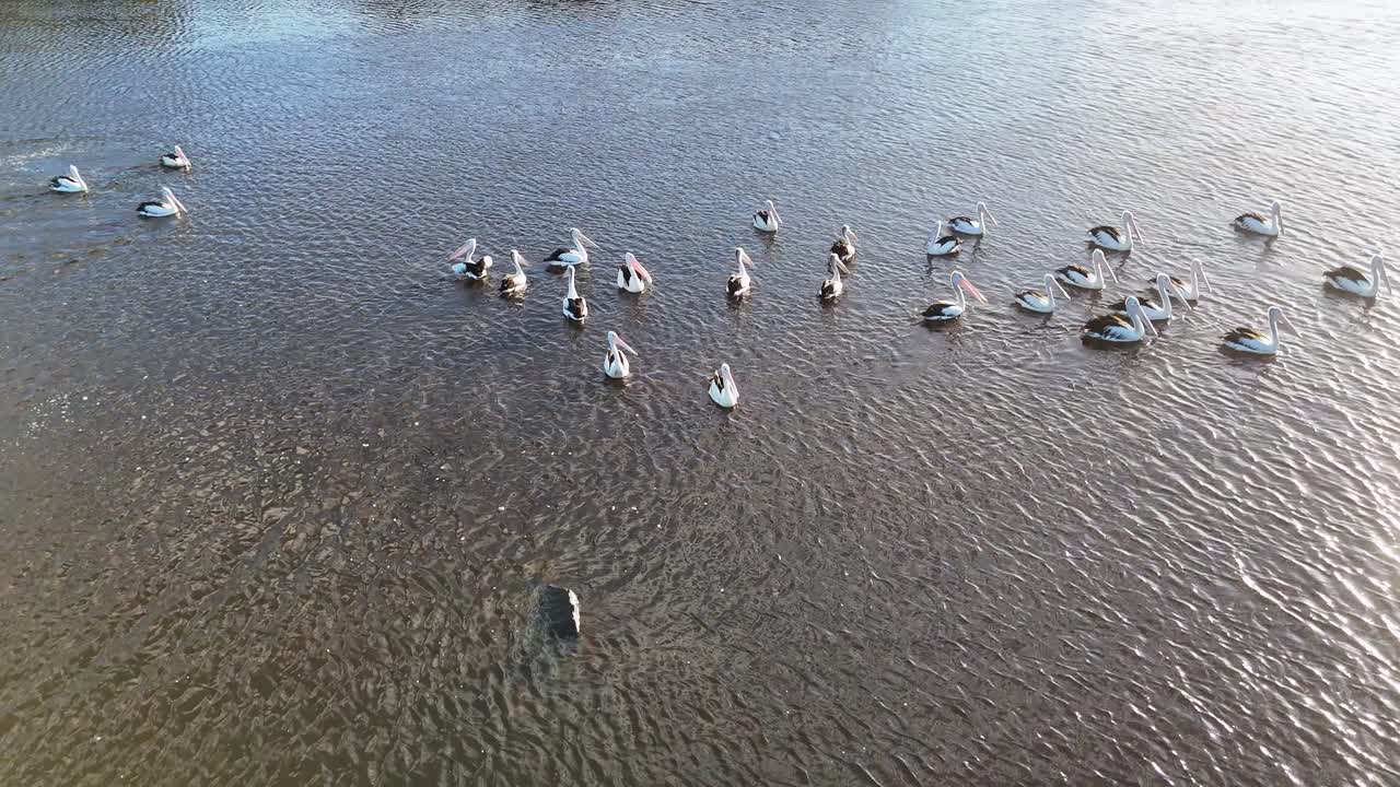 Drone captures pelicans gliding over Brunswick Heads river at sunset. Calm water, soft lighting, and serene atmosphere