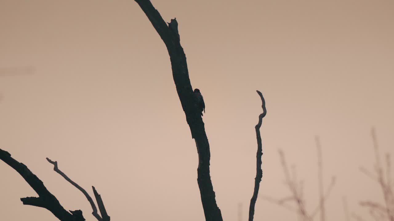 Silhouet van een specht op een eenzame boom tegen een warme, gouden avondlucht