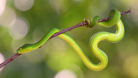 The-White-lipped-Pit-Viper-is-a-venomous-pit-viper-endemic-to-Southeast-Asia-and-is-often-found-during-the-night-waiting-on-a-branch-or-limb-of-a-tree-near-a-body-of-water-with-plenty-of-food-items