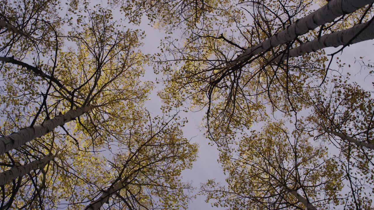 escena de otoño mirando hacia el dosel del árbol con aspera amarilla