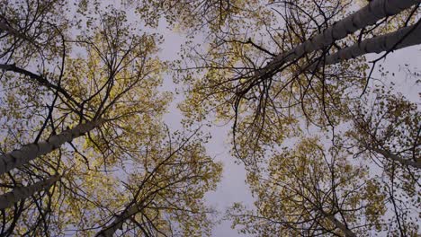 autumn scene looking up into the tree canopy with yellow aspen