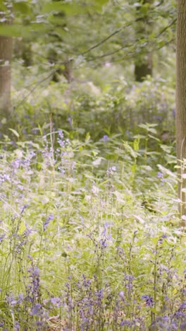 Vertical-Video-Woodland-With-Bluebells-Growing-In-UK-Countryside-1