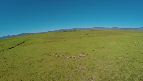 Karoo-Sheep-farm