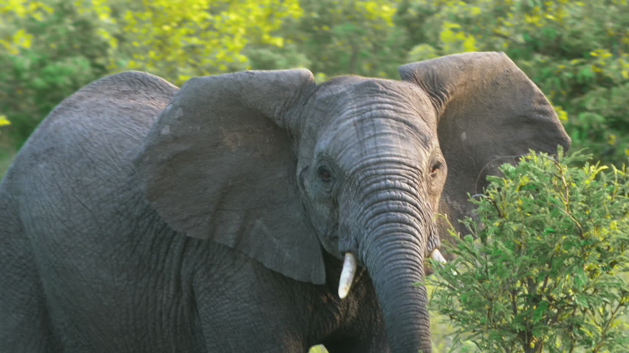 cerca de elefante pastoreo comiendo hierba y hola con tronco largo colmillo parque nacional kruger gran cinco primavera verano exuberante vegetación johannesburg sudáfrica vida silvestre cinematográfico a la izquierda movimiento deslizante