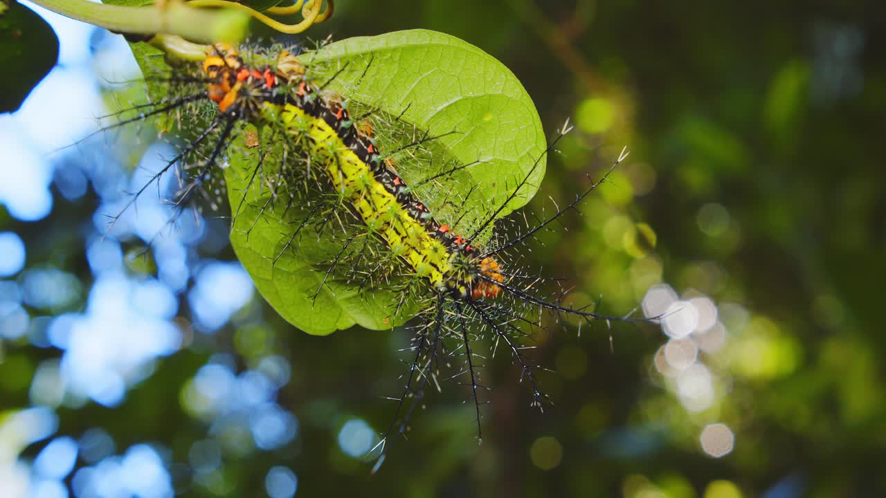 Green coloured Saturniidae Moth caterpillar with sharp body spines rests on a leaf in jungle of Peru Amazon.