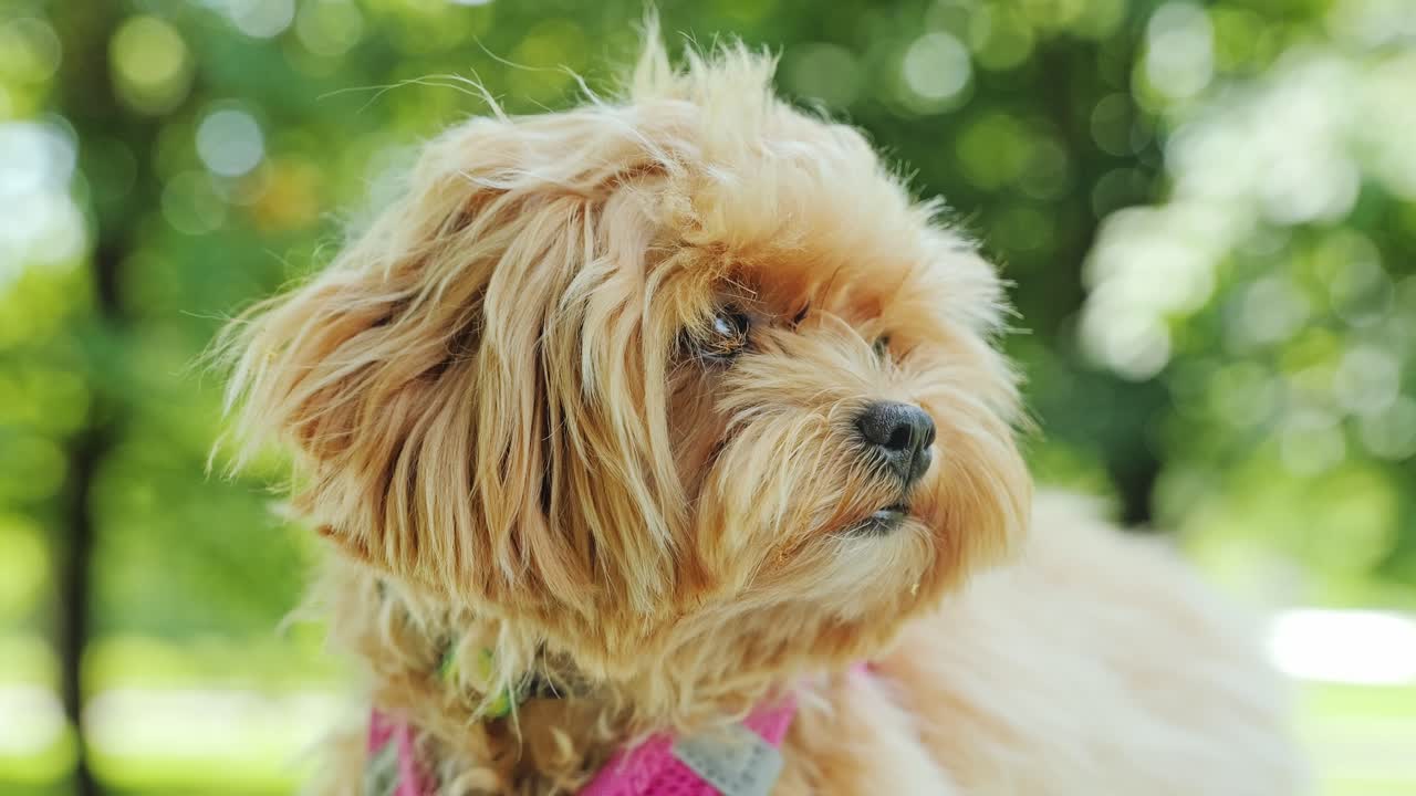 Soft natural bokeh surrounds calm Maltipoo puppy in relaxing sunny close up