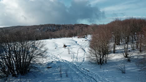 Snowy-forest-landscape-with-winding-paths-and-bare-trees-on-a-sunny-winter-day