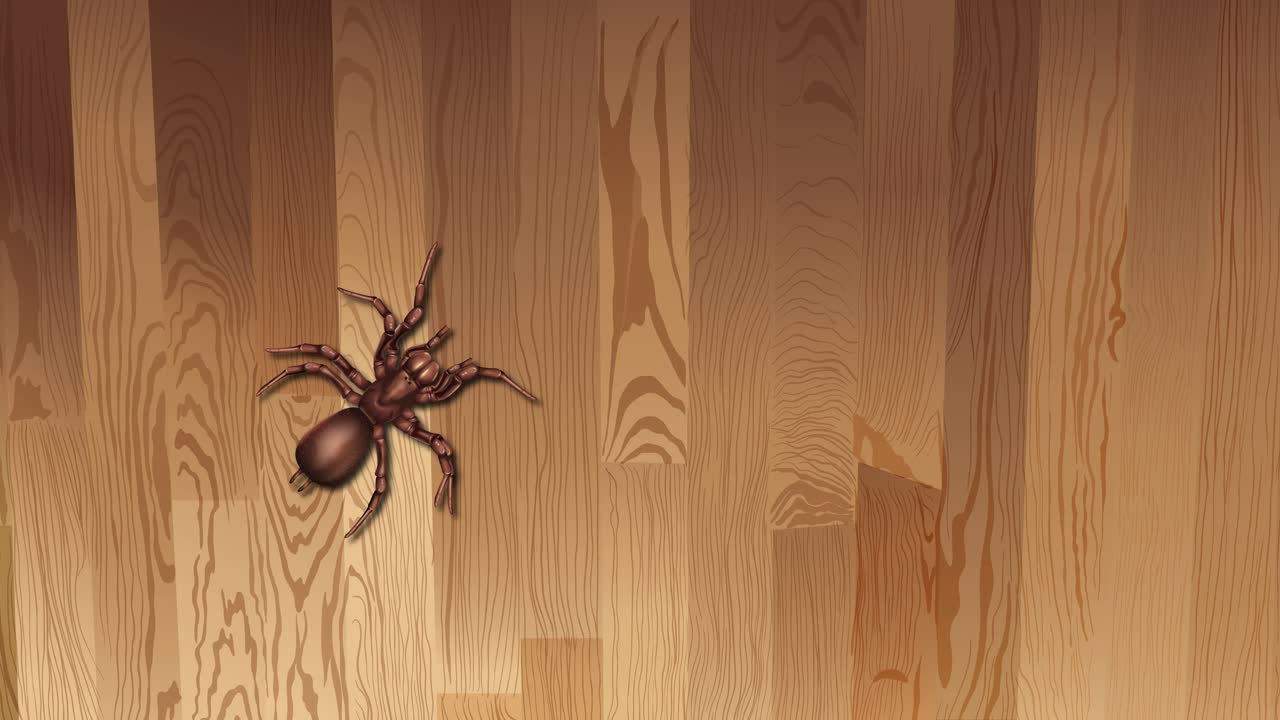araña arrastrándose por un piso de madera