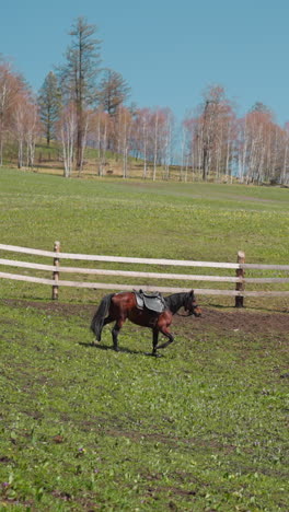 graceful horse with saddle runs along paddock with grass past wooden barrier on slope slow motion. equine animal on pasture on sunny autumn day under blue sky