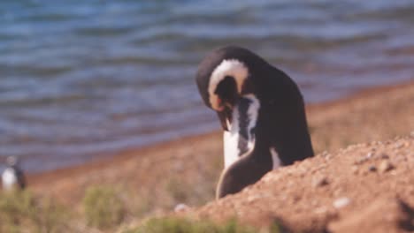 Ein-Magellan-Pinguin-Kommt-Aus-Dem-Wasser-Und-Richtet-Seinen-Fokus-Auf-Den-Pinguin-Auf-Der-Klippe,-Der-Sich-Putzt