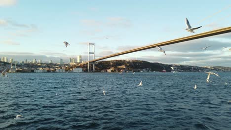 swarm of seagulls in front of bosporus bridge with skyline in background