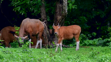 班<unk> (banteng) 或坦巴杜 (tembadau) 是在東南亞發現的野生牛,在某些國家已經滅絕