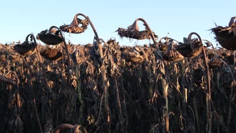 dry autumn sunflowers with ripe seeds are ready for harvest dry autumn sunflowers with ripe seeds are ready for harvest sunflowers before harvest