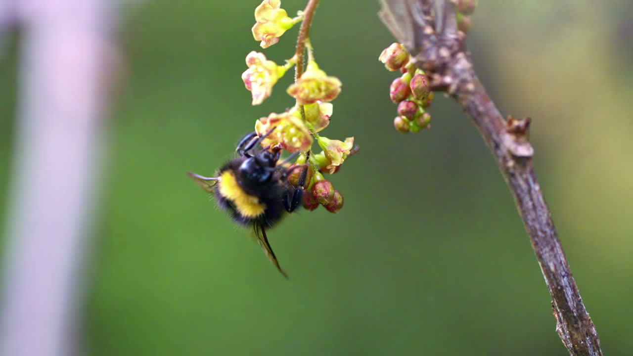 꽃에서 꿀을 모으는 범블 비의 클로즈업, 얕은 초점