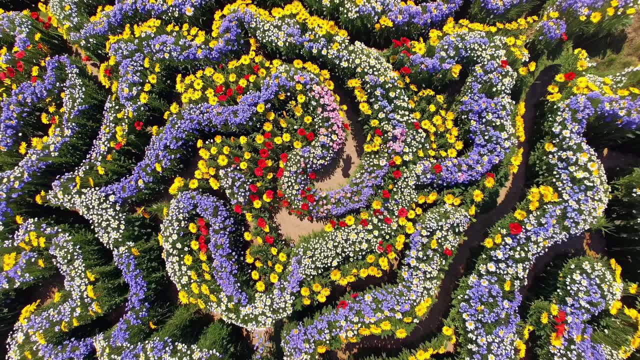 Aerial view of a colorful flower maze creating intricate paths in a vibrant garden, showcasing a stunning display of nature's artistry and design