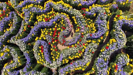 aerial view of a colorful flower maze creating intricate paths in a vibrant garden, showcasing a stunning display of nature's artistry and design