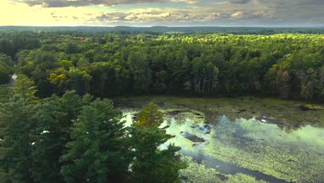 low-altitude aerial sweep over pine trees and pow wow pond towards kingston lake, new hampshire