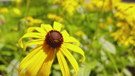 Black-eyed-susan-flower-gently-swaying-in-the-breeze-on-a-sunny,-summer-day