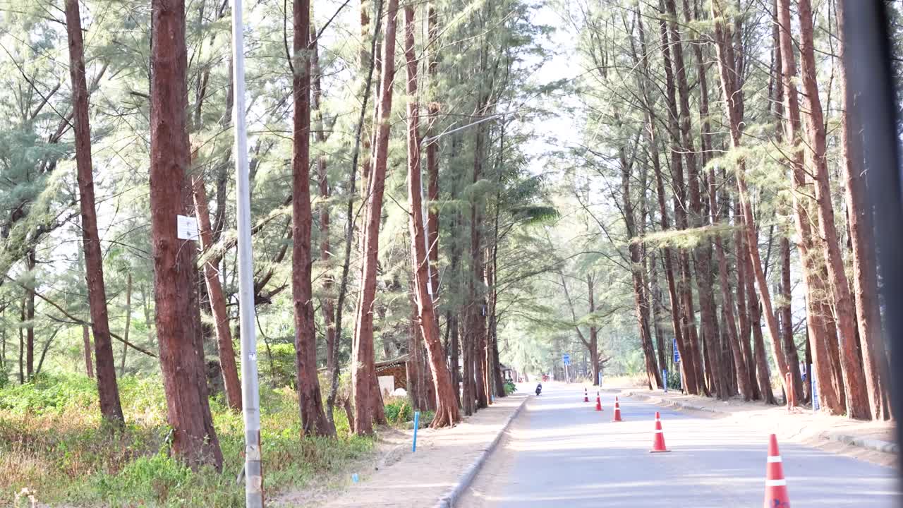 A tranquil road lined with pine trees and traffic cones under bright daylight, suggesting a peaceful, natural setting