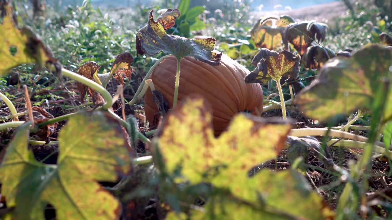 해가 뜰 때 들판에 있는 크고 잘 익은 호박의 왼쪽으로 느린 돌리 동작