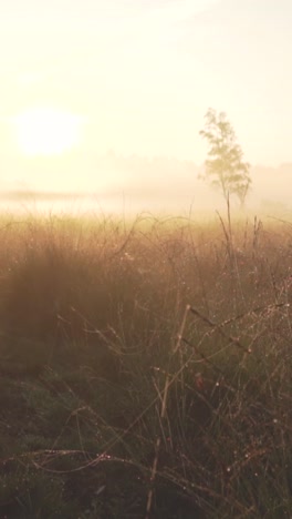 misty sunrise over a meadow