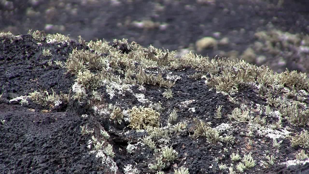 무스와 이끼, 스페인이 있는 란사로테의 용암 밭을 닫습니다.
