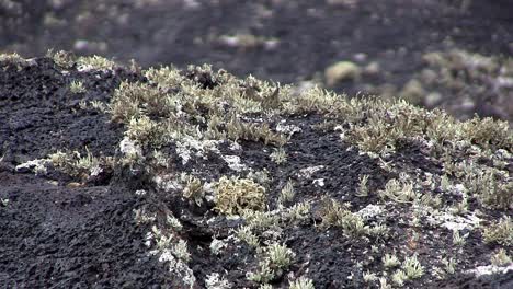 Nahaufnahme-Von-Lavafeld-Auf-Lanzarote-Mit-Moos-Oder-Flechten,-Spanien