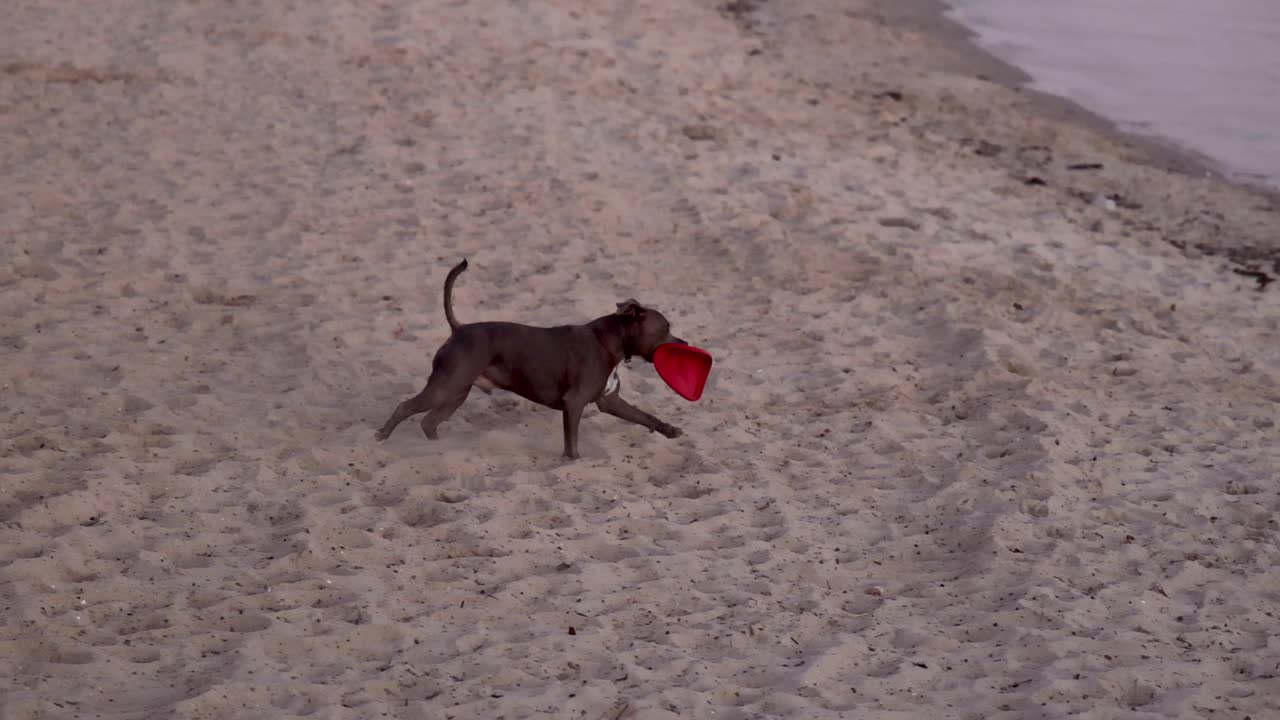 개가 브라이튼 해변에서 디스크를 가져옵니다.