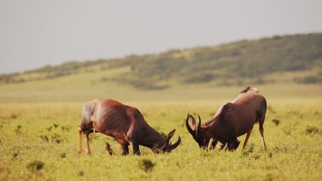 Cámara-Lenta-De-Topi-Peleando-En-Pelea,-Animales-Silvestres-Africanos-Chocando-Astas,-Golpeando-Y-Golpeando-Cabezas-En-Comportamiento-Animal-Territorial,-Comportamiento-Asombroso-En-Masai-Mara,-áfrica