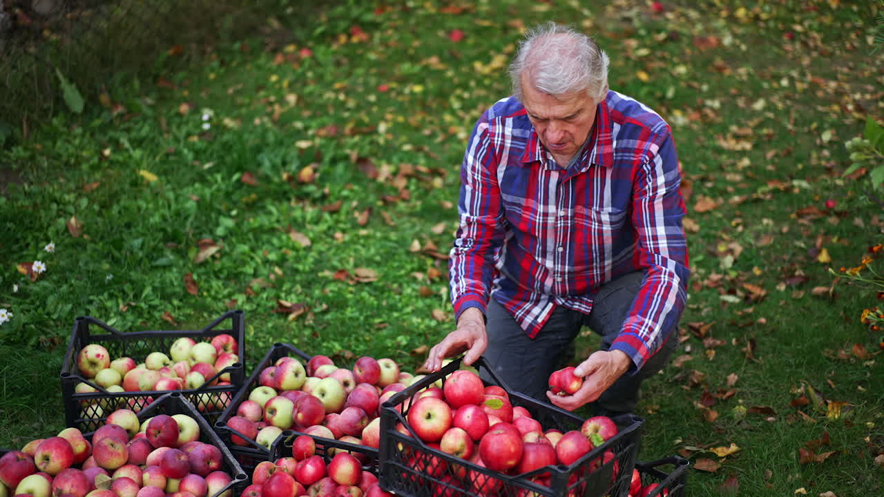 Old grey-haired man squatted near the boxes with collected apples. Farmer looking through the picked fruit for damages and sorting out bad ones. View from top.