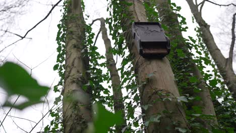 Bat-nest,-bird-feeder-with-a-bat-sign-hanging-on-a-tree-in-a-green-forest-on-a-cloudy-day