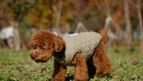 toy poodle brown doggy walking sniffing the ground in a grassy outdoor area during autumn - tracking shot