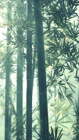 bamboo forest in mist