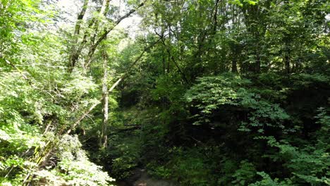 antena ascendente en un bosque primitivo con vegetación exuberante en el norte de europa
