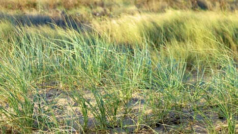 coastal grass sways gently in the wind under soft sunlight, capturing the serene atmosphere of bellarine peninsula, victoria