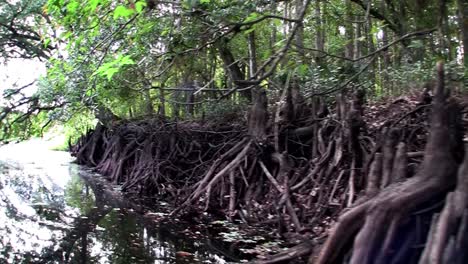 pov from a boat through the florida everglades 3