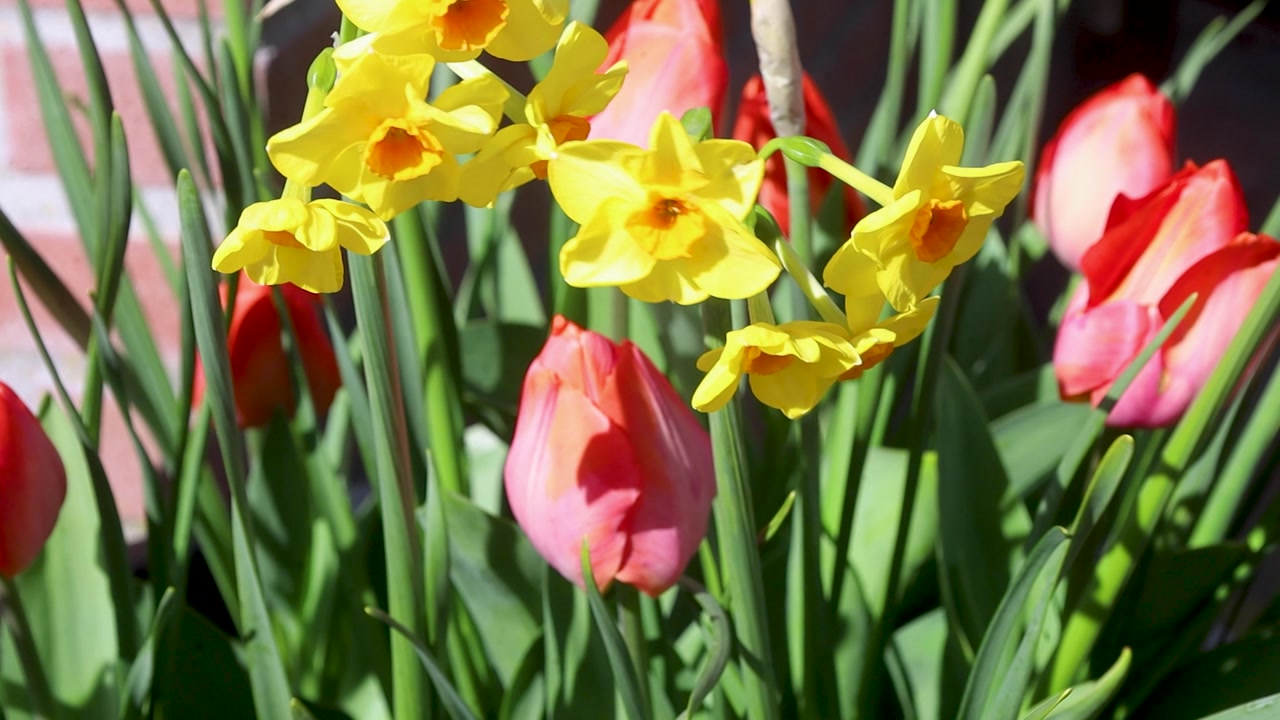 Video of flowers moving with the wind.