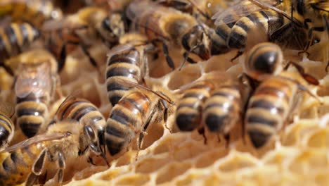 honey bees working on honeycomb close-up shot. bees are best known to humans for their ecological roles as pollinators