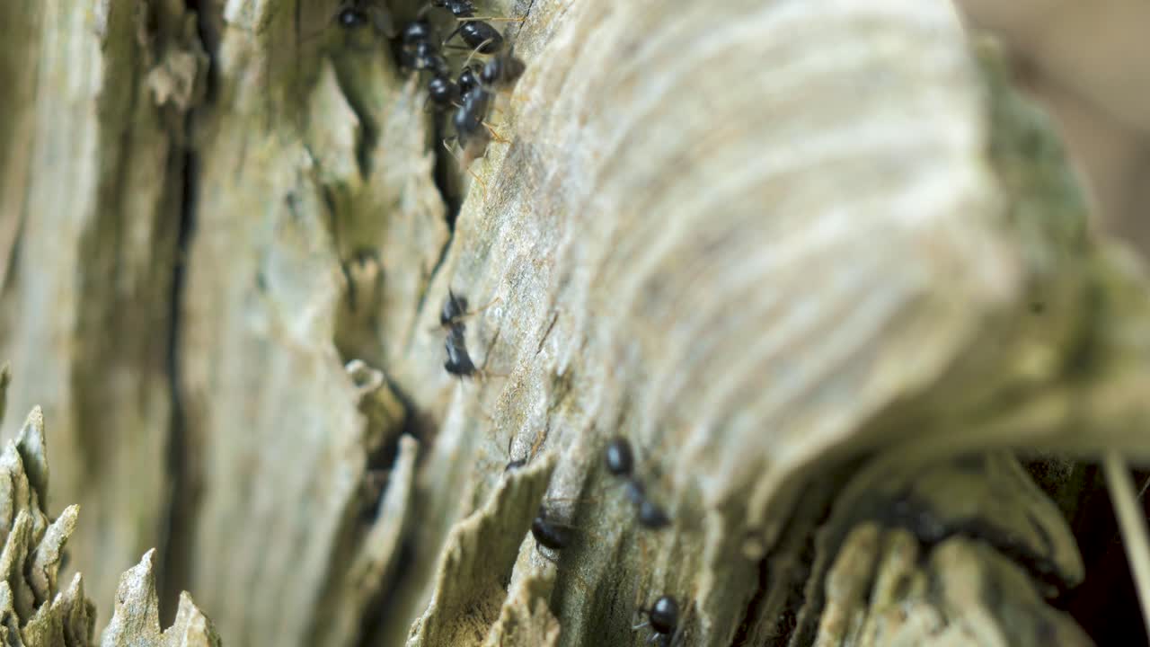 Formiche setose si muovono sul nido, formicaio con formiche setose in primavera, lavoro e vita delle formiche in un formicaio, giornata di sole, scatto macro ravvicinato, bassa profondità di campo.