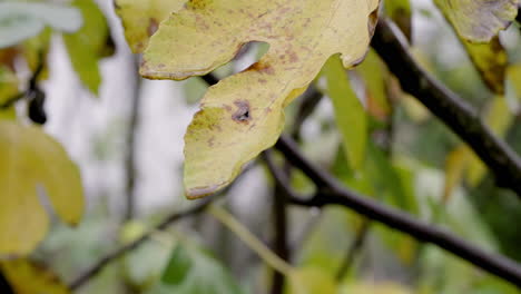 autumn yellow fig leaf in the rain